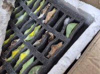 Контрабанда на какавиди на тропически пеперуди предотвратиха на "Капитан Андреево"