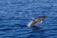 Учени разкриха тайната на бързината на делфините