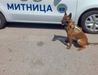 На четири лапи срещу престъпността: служебните кучета в действие (СНИМКИ)