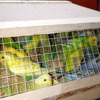BFSA stopped illegal import of 245 ornamental birds at Danube Bridge 2