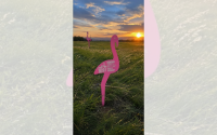 109 розови фламинго посрещнаха Giro d&rsquo;Italia в Бургас