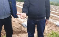Градушката в Трявна унищожи десетки декари земеделска продукция
