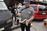 Large snake causes commotion at Haskovo central market before being safely relocated