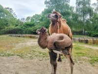 Бебе камилче от застрашен вид: Софийският зоопарк с нов обитател