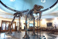 Тази вечер: музеи, фосили и история в Софийския университет
