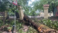 Дърво се стовари върху две коли на кръстовище в центъра на София