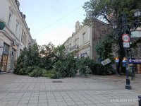 Голямо дърво падна в центъра на Русе (СНИМКИ)