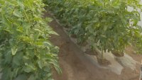 Производители: Кошницата с основни храни няма да реши проблема с евтиния внос
