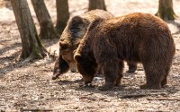 Властите в Северна Гърция разследват смъртта на три кафяви мечки