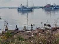 Делфин избра рибарското пристанище &ldquo;Ченгене скеле&rdquo; край Бургас за свой дом