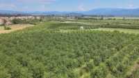 Police Guard Cherry Orchards, Producers Report Poor Harvest
