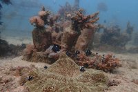 Надежда за океаните: Коралови рифове край Кения отново процъфтяват