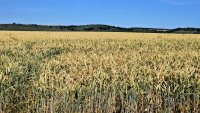 President Iliana Iotova and Agriculture Minister Plamen Abrovski Open Harvest Campaign in Lovech (PHOTOS)