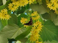 Night Moths Are Not Dangerous to People; They Are Attracted by Blooming Linden Trees, Says Regional Health Inspectorate in Sliven