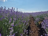 Започна петото издание на Фестивала на лавандулата в Чирпан
