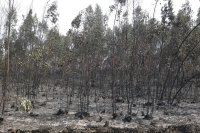Пожари опустошават гори в Европа