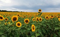 Над централна и източна България облачността ще бъде предимно значителна, на много места с валежи