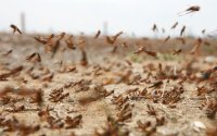 Рояци едри скакалци притесняват жителите на Истанбул