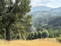 Пламна борова гора в землището на благоевградското село Логодаж
