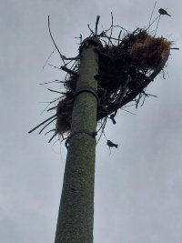 Спасиха три малки щъркелчета след буря в добричкото село Полковник Свещарово