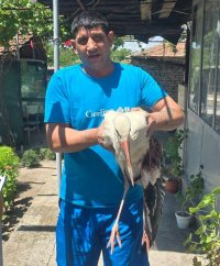 Семейство спаси ранен щъркел със счупено крило