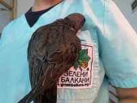 Wildlife Experts Urge People Not to Ignore Fallen Swifts during Summer Months