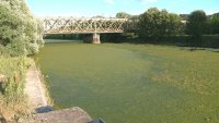 Заради сушата: Водорасли покриха река в Швейцария