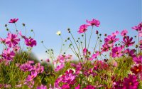 Температурите се покачват до 40&deg;, рискът от пожари остава висок