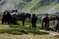 Цветовете на Рила: Лятна разходка край Седемте рилски езера (СНИМКИ)