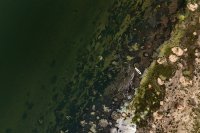 Дунав в прегръдката на сушата: Как се променя обликът на реката? (СНИМКИ)