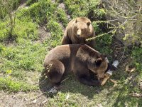 В Борино се предвижда създаване на първата в България общност за съжителство с мечки