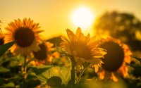 За утре жълт код в цялата страна с температури до 39&deg;