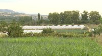Заради липса на вода за напояване земеделците в Кресна търпят огромни загуби