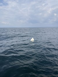 Части от летателен дрон бяха отркити на 8 морски мили южно от Каварна