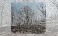 Потушен е пожарът край село Скребатно
