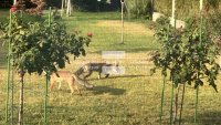 Лисици нахлуват в дворовете на къщи в Родопската яка