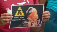 Протест в Пловдив заради отровените 8 лешояда в Стара планина