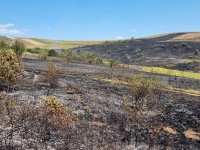 Пожар унищожи 30 декара смесена гора край Брегово