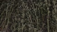Разкриха модерна наркооранжерия в къща в Змейово, иззеха 68 кг марихуана