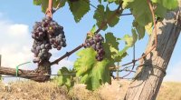 Промените в климата: Какви са предизвикателствата пред лозарите в Югозападна България?