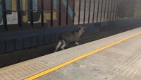 Куриоз във Варшава: Лос блокира движението на централа жп гара