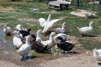 Огнище на птичи грип е констатирано в пловдивското Момино село