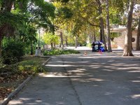 Мъж и жена са настанени в болница, след като клон от дърво падна върху тях в Морската градина във Варна
