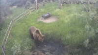 Мечки все по-често търсят храна в населени места в Югозападна България