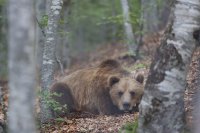 Два екипа ще прогонват мечки от девинското село Гьоврен