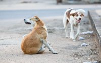 Приютът за бездомни кучета в Благоевград е препълнен, а сигналите валят - има ли решение?