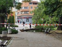 Паднал клон удари човек в Сливен, откаран е в лечебно заведение