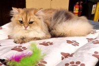 На оранжевите котки им липсва сегмент от ДНК, установиха учени