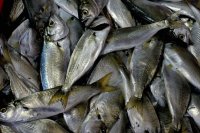 Рязък спад на улова на паламуд по Южното Черноморие отчитат рибарите