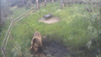 "Видях мечка и замръзнах на място" - справят ли се с опасността в Сандански?